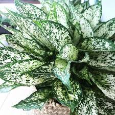 Chinese Evergreen 'Spring Snow' : 8 Inch Pot