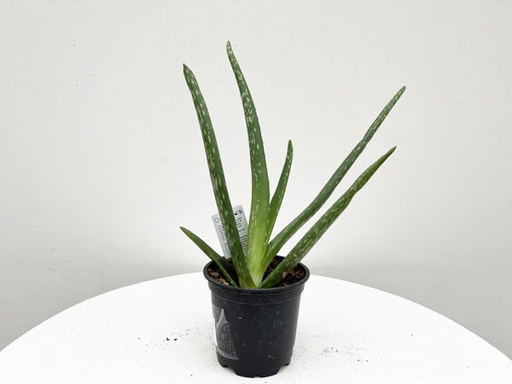 Aloe Vera : 6 Inch Pot