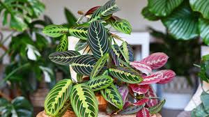 Prayer Plant : 6 Inch Pot