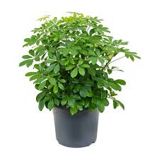 Arboricola Schefflera : 6 Inch Pot
