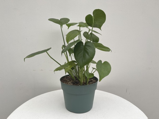 Monstera deliciosa : 12 Inch Pot