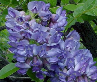 Amethyst Falls Wisteria : 5 Gallon