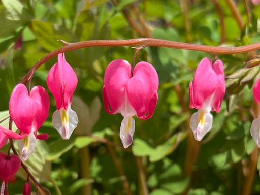 Bleeding Heart Old Fashion : 1 Gallon