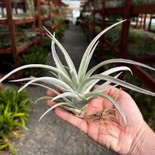 Air Plant : Small - Assorted