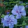 [Blue Chiffon Rose of Sharon : 7 Gallon] Blue Chiffon Rose of Sharon ® PW : 7 Gallon