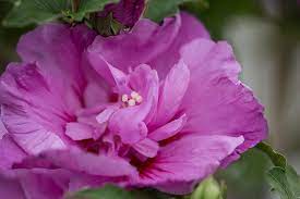 [First Editions Tahiti Hibiscus : 7 Gallon] First Editions Tahiti Hibiscus ® : 7 Gallon