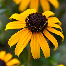 Goldblitz Black Eyed Susan : 1 Gallon