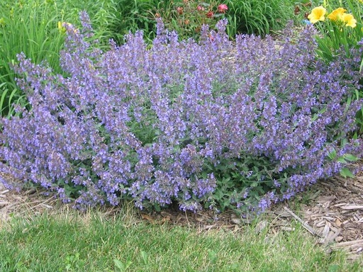 Walker's Low Catmint : 1 Gallon
