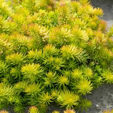 Angelina Sedum : 4 Inch Pot