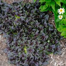 Black Scallop Bugleweed : 4 Inch Pot