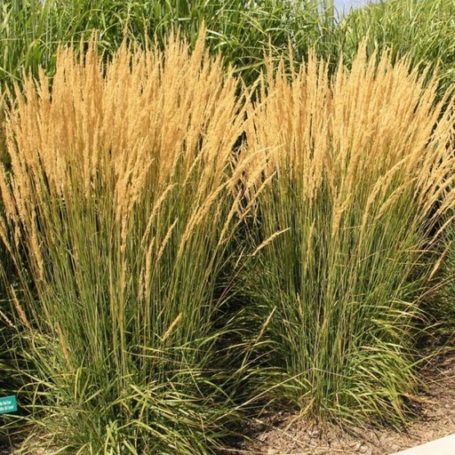 Karl Foerster Feather Reed Grass : 3 Gallon