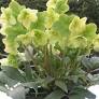 [Helleborus Winter Magic Candy love : 1 Gallon] Helleborus Winter Magic Candy love ™ : 1 Gallon