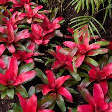 Bromeliad Plant : 4 Inch Pot