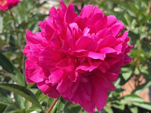 Kansas Peony Red : 3 Gallon