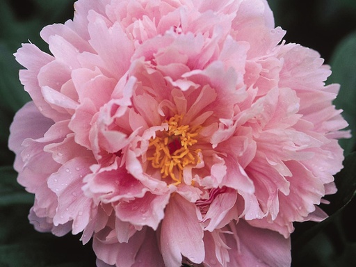 Sarah Bernhardt Peony Pink : 3 Gallon