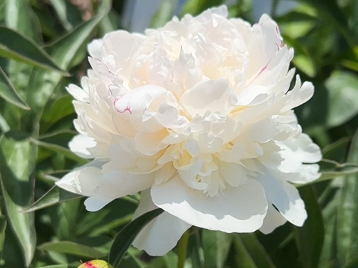 Festiva Maxima Peony : 3 Gallon