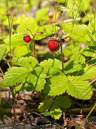 Wild Strawberry : Flat