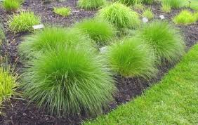 Prairie DropSeed Grass : 1 Gallon