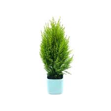 Cypress Green : 4 Inch Pot