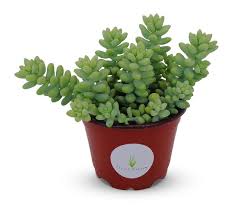 Burro's Tail : 2.5 Inch Pot