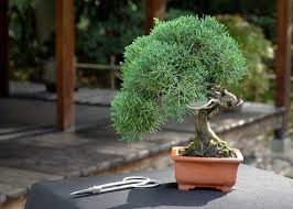 Juniper - Bonsai : 5 Inch Pot