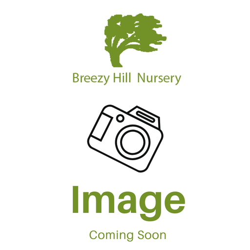 Wild Strawberry : 2.5 Inch Pot