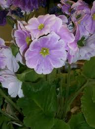 Oakleaf Primrose : 1 Gallon