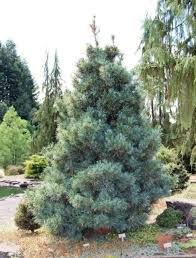 Silveray Korean Pine : 24 Inch