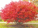 Rudy Haag Burning Bush : 36 Inch