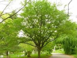 American Hornbeam MS : 5 Foot