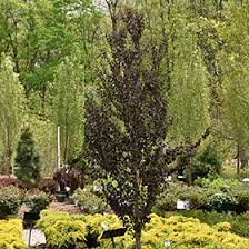 Red Fox Katsura Tree : 10 Foot