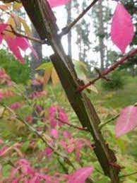 Monstrosus Burning Bush : 4 Foot