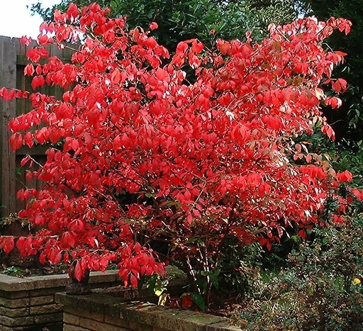 Red Lantern Euonymus : 24 Inch