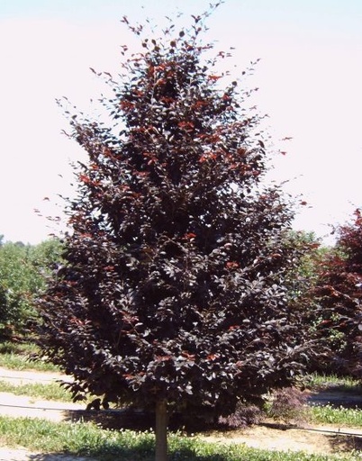 Rivers Purple Beech : 5 Inch