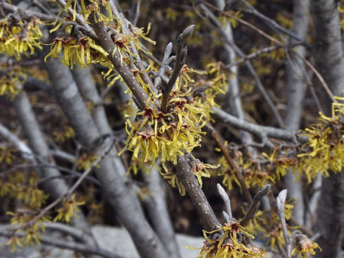 Vernal - Ozark Witchhazel : 8 Foot