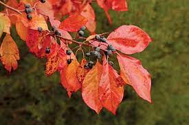 Blackgum : 5 Inch