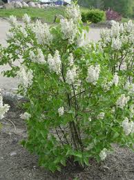 Beauty of Moscow Lilac : 3 Foot