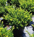 Everlow Yew : 36 Inch