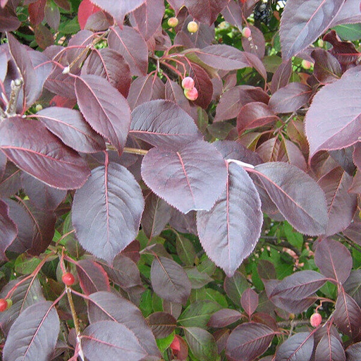 Forest Rouge Viburnum : 12 Foot