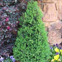Green Valley Boxwood : 18 Inch