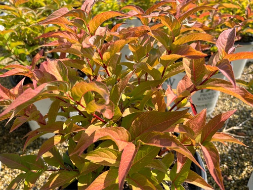 [Kodiak Honeysuckle Orange : 3 Gallon] Kodiak Honeysuckle Orange ® PW : 3 Gallon