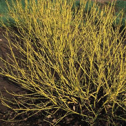Bud's Yellow Twig Dogwood : 5 Gallon