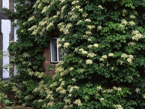 Climbing Hydrangea : 5 Gallon