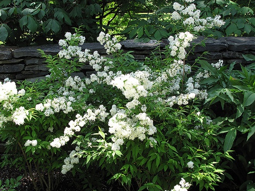 Compact Deutzia : 5 Gallon