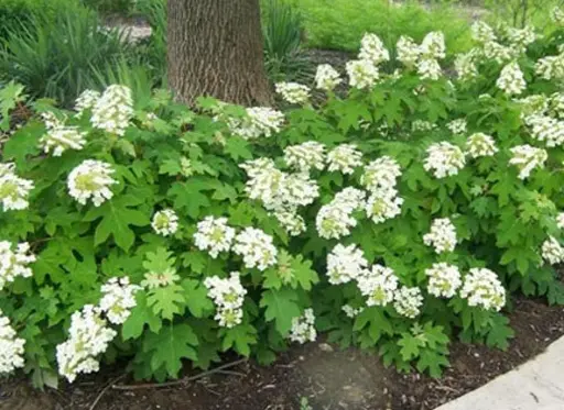 Pee Wee Hydrangea : 3 Gallon