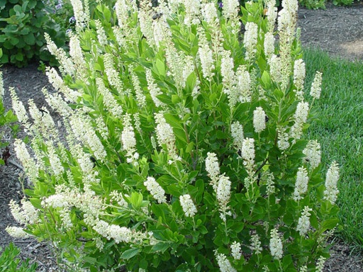 Sixteen Candles Summersweet : 3 Gallon