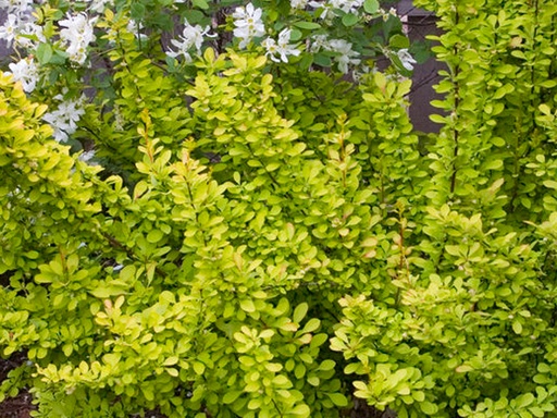 [Sunjoy Gold Pillar Barberry : 3 Gallon] Sunjoy Gold Pillar Barberry ® PW : 3 Gallon