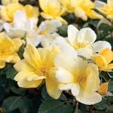 [Knock Out Rose Sunny : 3 Gallon] Knock Out Rose Sunny ® : 3 Gallon