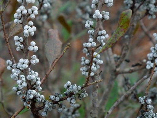 Northern Bayberry : 5 Gallon