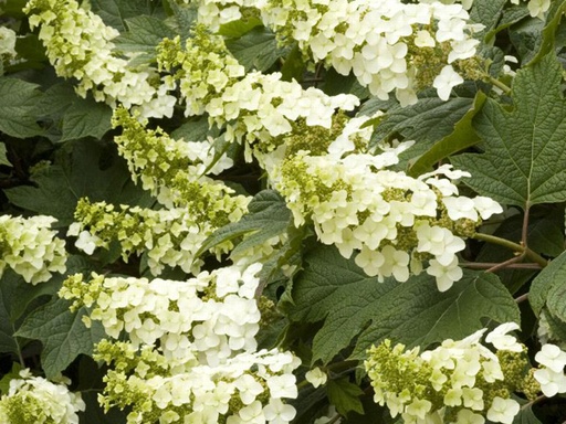Snow Queen Hydrangea : 5 Gallon